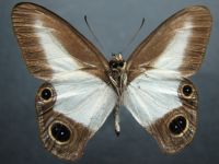 Adult Male Under of Pied Ringlet - Hypocysta angustata angustata
